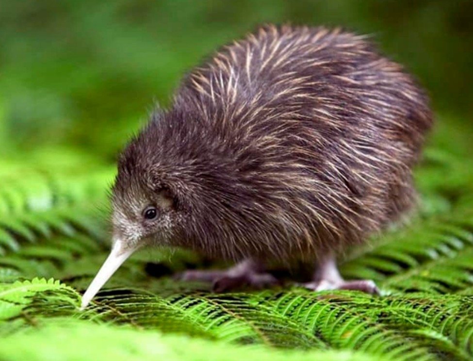 پرنده کیوی kiwi